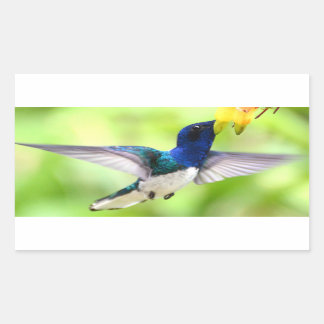Hummingbird stickers