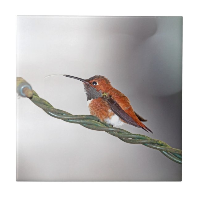 Hummingbird Sticking Out Tongue Tile (Front)