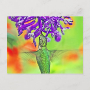 Hummingbird, Straight Up Postcard