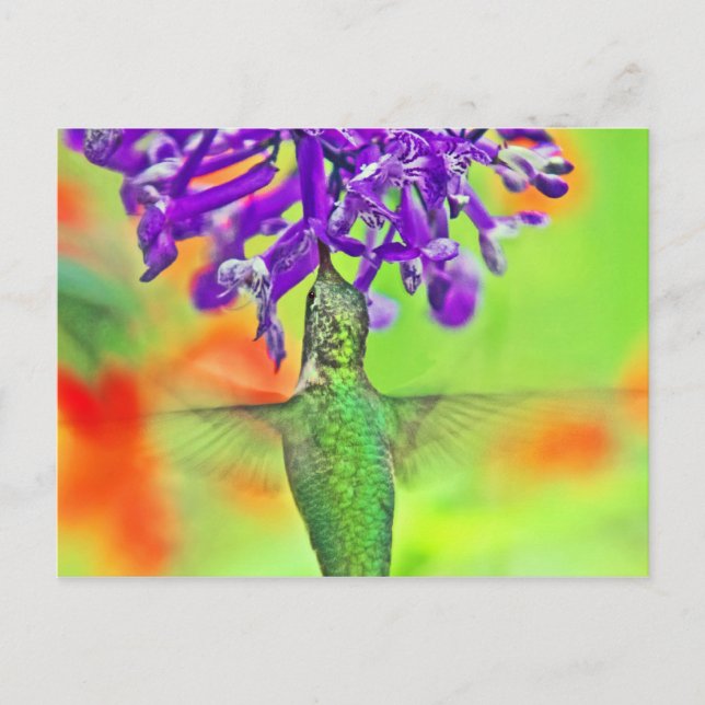Hummingbird, Straight Up Postcard (Front)