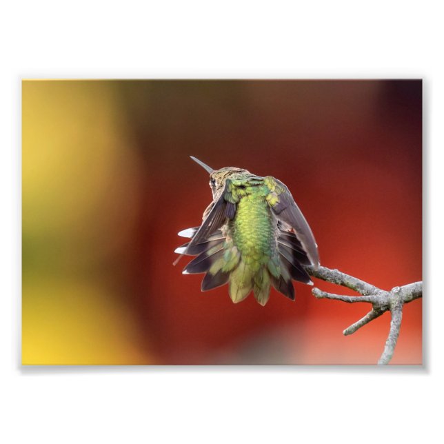 Hummingbird Stretch Photo Print (Front)