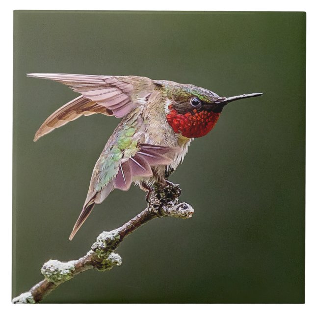 Hummingbird Stretches  Ceramic Tile (Front)