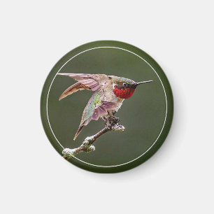 Hummingbird Stretches Magnet