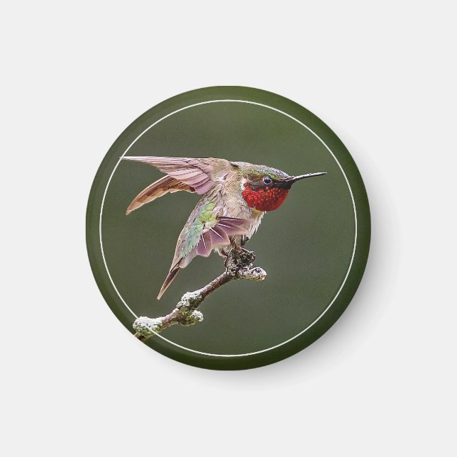 Hummingbird Stretches  Magnet (Front)