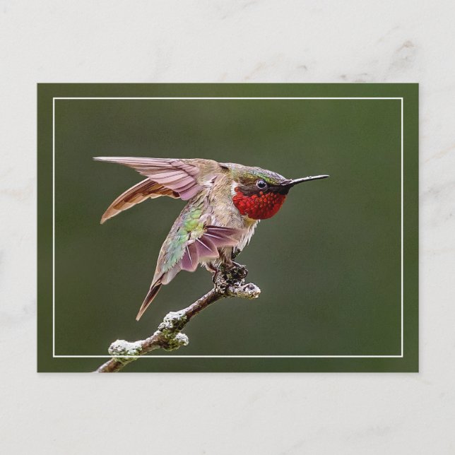 Hummingbird Stretches Postcard (Front)