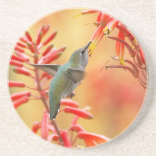 Hummingbird surrounded by red yucca coaster