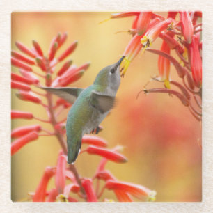 Hummingbird surrounded by red yucca glass coaster
