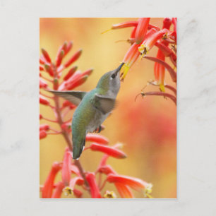 Hummingbird surrounded by red yucca postcard