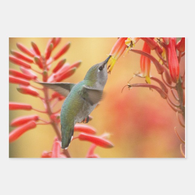 Hummingbird surrounded by red yucca wrapping paper sheet (Front 3)