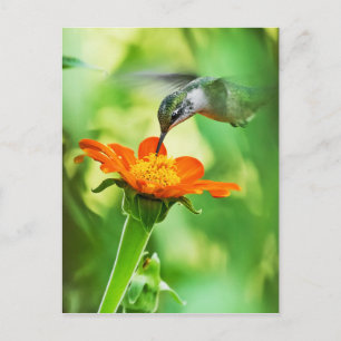 Hummingbird Takes A Sip Postcard