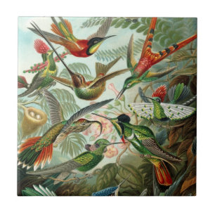 Hummingbird Tile