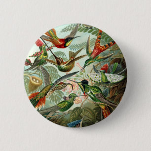 Hummingbird (Trochilidae) by Haeckel Button