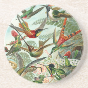 Hummingbird (Trochilidae) by Haeckel Coaster