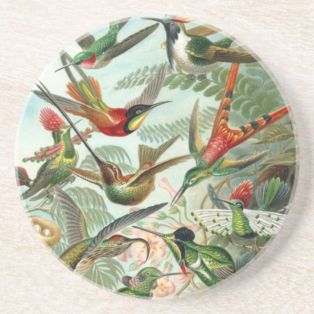 Hummingbird (Trochilidae) by Haeckel Coaster (Front)
