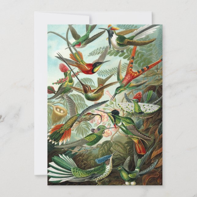 Hummingbird (Trochilidae) by Haeckel Invitation (Front)
