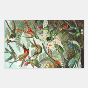 Hummingbird (Trochilidae) by Haeckel Rectangle Sti Rectangular Sticker