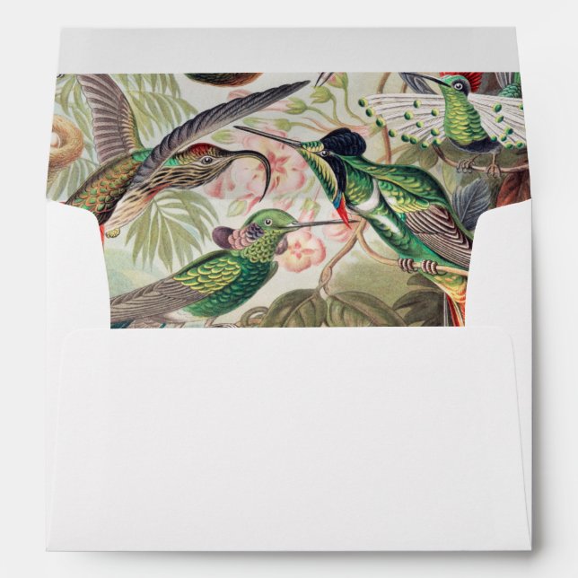 Hummingbird, Trochilidae Kolibris by Ernst Haeckel Envelope (Back (Bottom))