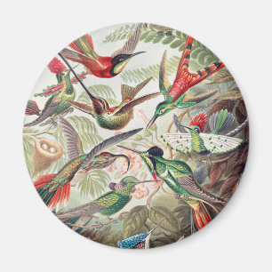 Hummingbird, Trochilidae Kolibris by Ernst Haeckel Magnet