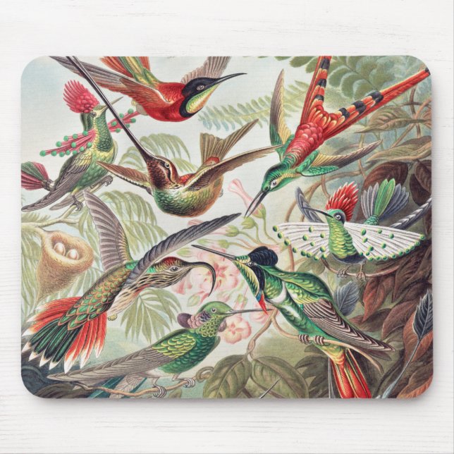 Hummingbird, Trochilidae Kolibris by Ernst Haeckel Mouse Pad (Front)
