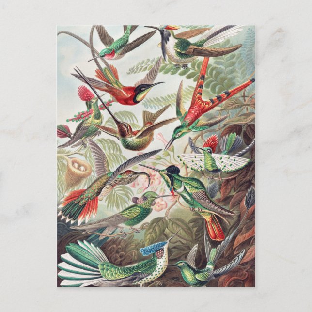 Hummingbird, Trochilidae Kolibris by Ernst Haeckel Postcard (Front)