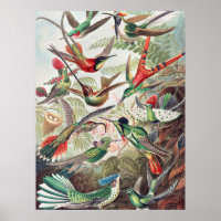 Hummingbird, Trochilidae Kolibris by Ernst Haeckel
