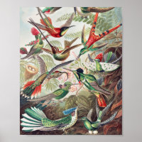 Hummingbird, Trochilidae Kolibris by Ernst Haeckel