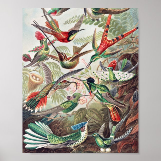 Hummingbird, Trochilidae Kolibris by Ernst Haeckel Poster (Front)