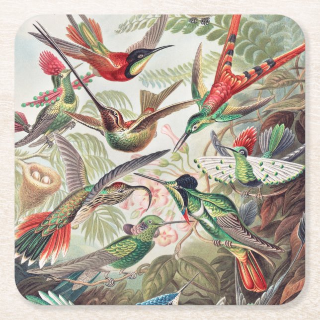 Hummingbird, Trochilidae Kolibris by Ernst Haeckel Square Paper Coaster (Front)