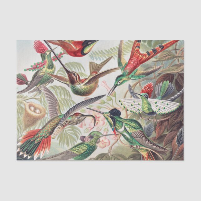 Hummingbird, Trochilidae Kolibris by Ernst Haeckel Tissue Paper (Front)