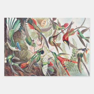 Hummingbird, Trochilidae Kolibris by Ernst Haeckel Wrapping Paper Sheet