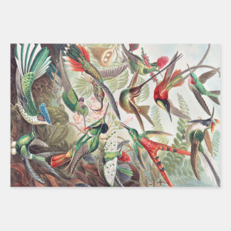 Hummingbird, Trochilidae Kolibris by Ernst Haeckel Wrapping Paper Sheet