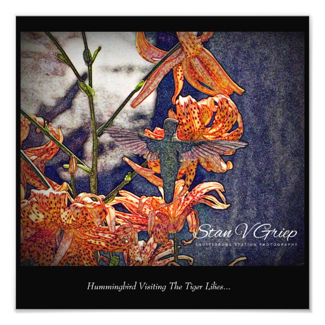 Hummingbird Visiting Tiger Lilies Wall Art Print (Front)