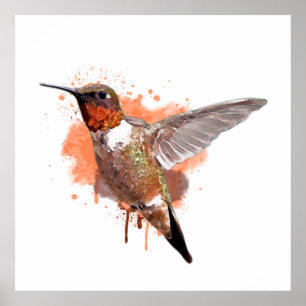 Hummingbird Watercolor Painting  Poster