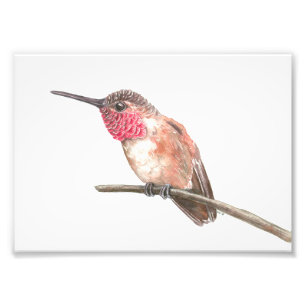 Hummingbird watercolor photo print