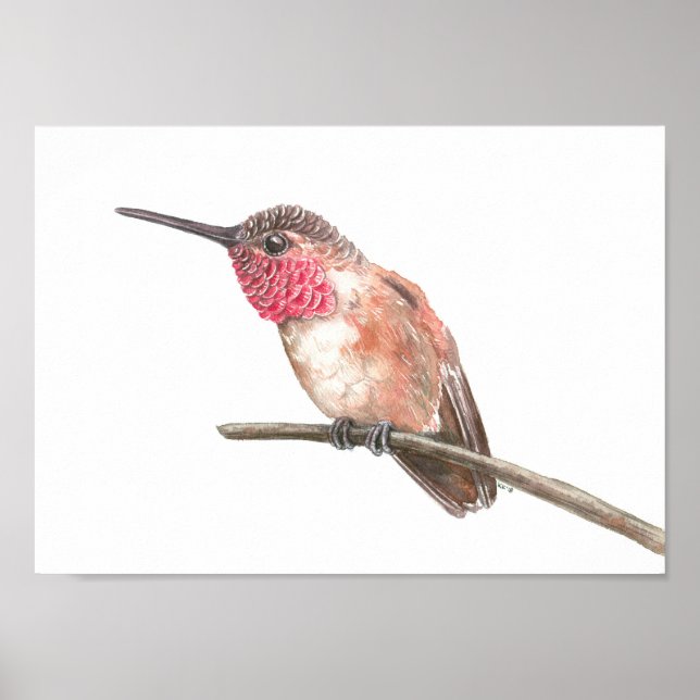 Hummingbird watercolor poster (Front)