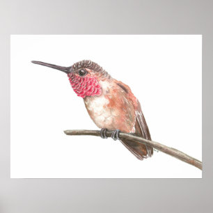 Hummingbird watercolor poster