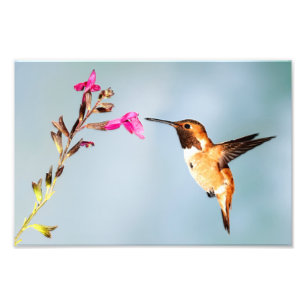Hummingbird Wild in Nature Photo Print