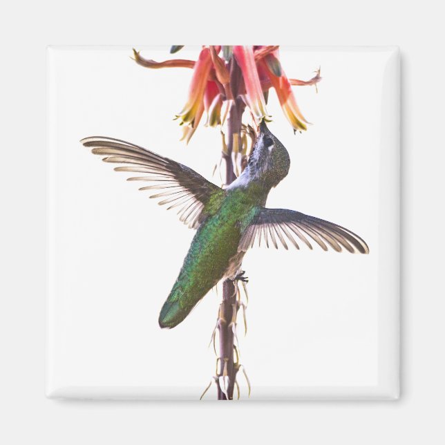 Hummingbird wings magnet (Front)