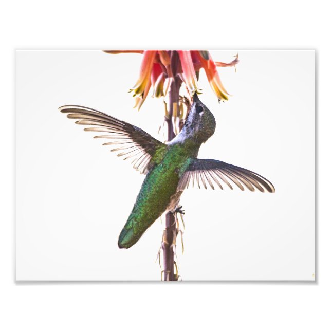 Hummingbird wings photo print (Front)
