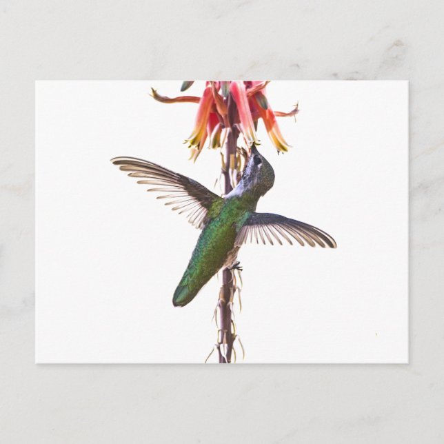Hummingbird wings postcard (Front)