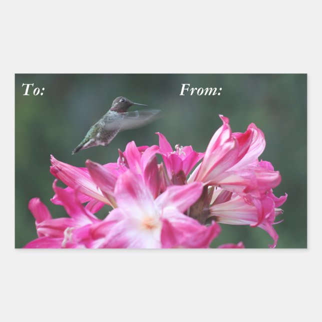 Hummingbird with belladonna lilies gift tag (Front)