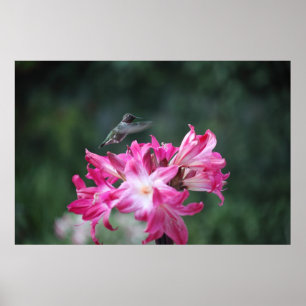 hummingbird with belladonna lilies poster