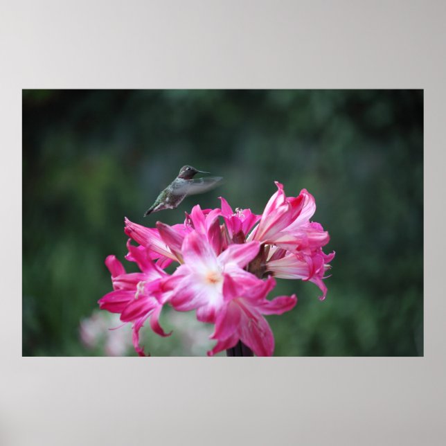 hummingbird with belladonna lilies poster (Front)