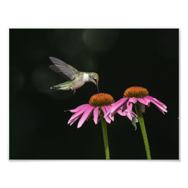 Hummingbird  With Coneflower Photo Print (Front)