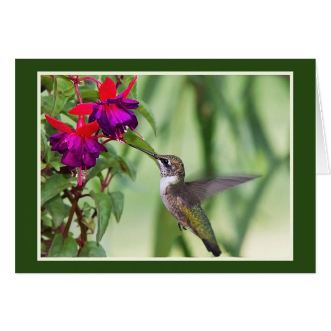 Hummingbird With Fuchsia (Front Horizontal)