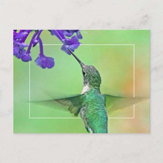 Hummingbird with Mona Lavender Postcard (Front)