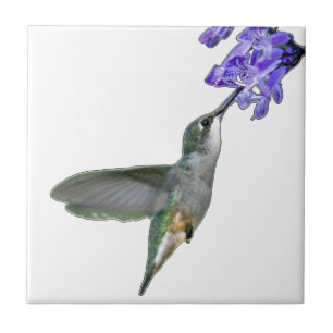 Hummingbird with Mona Lavender Tile