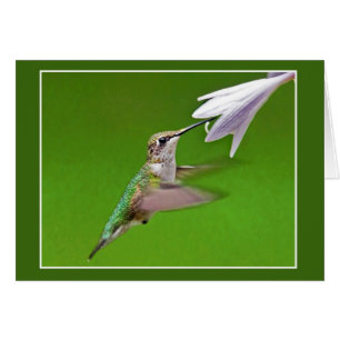 Hummingbird With Summer Hyacinth