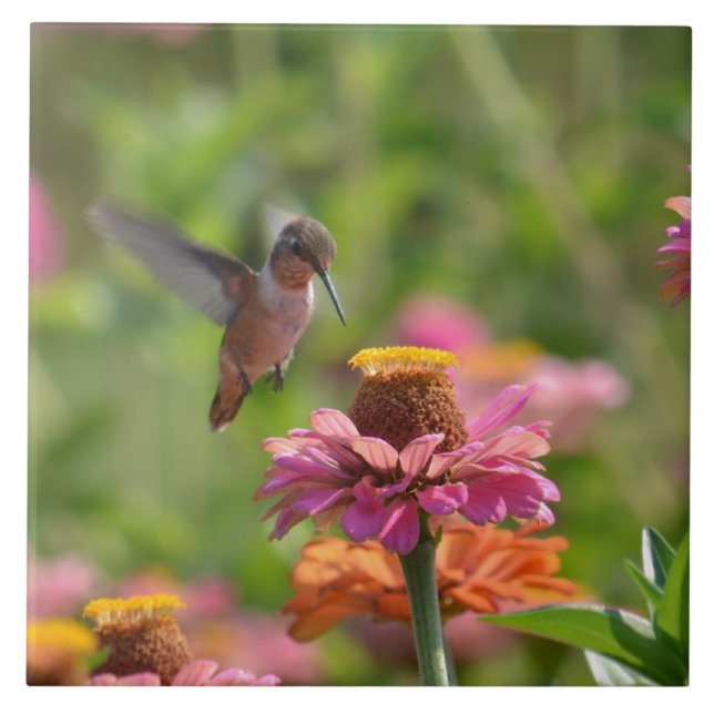 Hummingbird with Zinnias Ceramic Tile (Front)