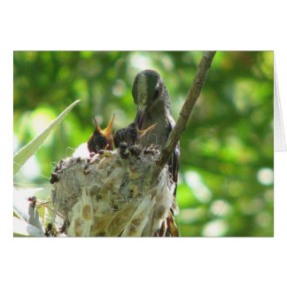 Hummingbirds